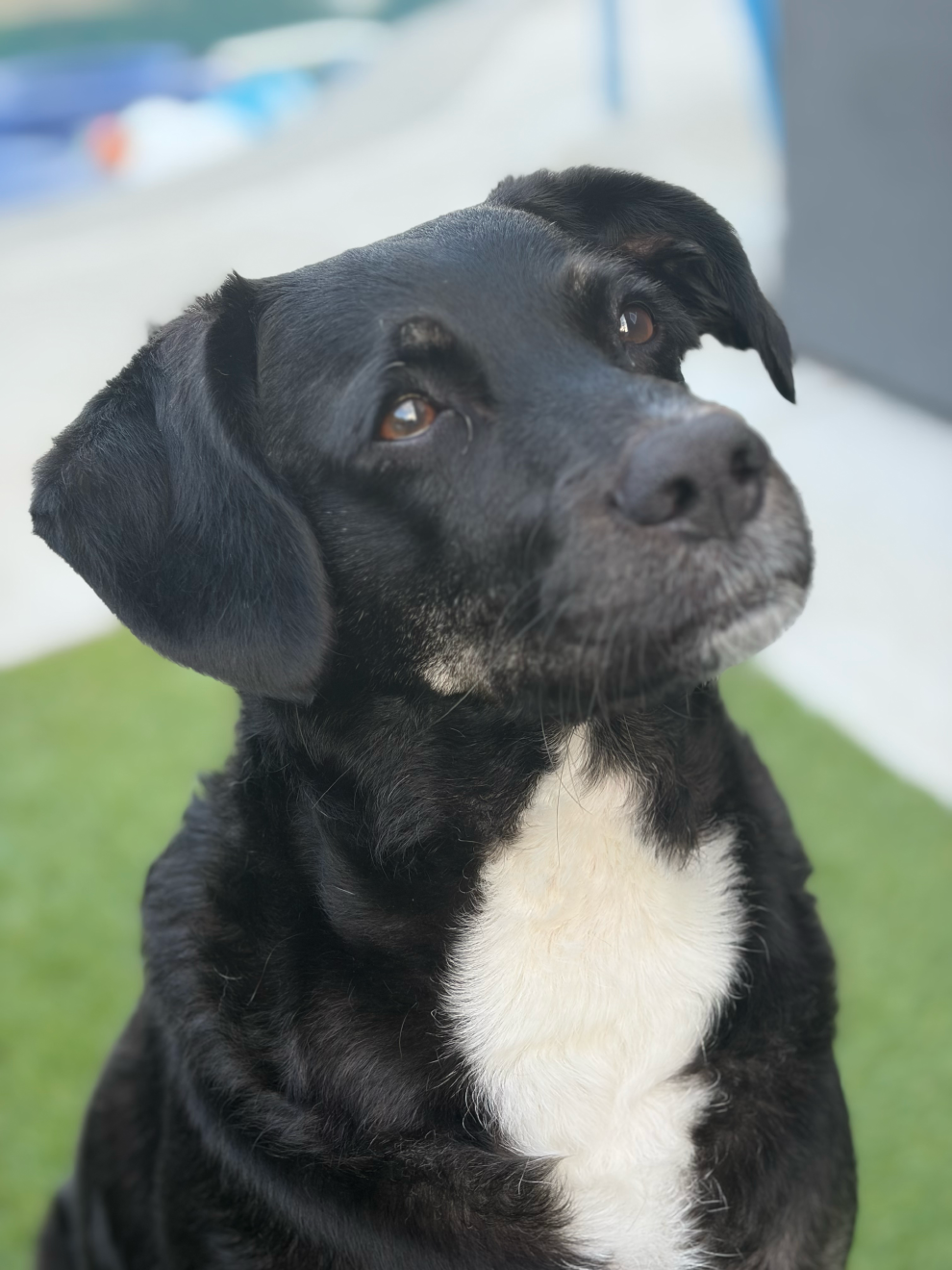 Mabel, a black dog with a white chest